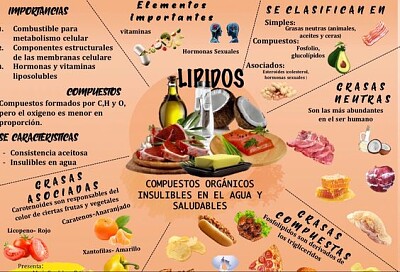 lipidos