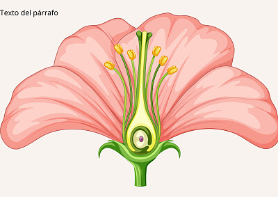 Partes de la flor