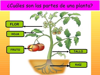 Partes de la planta