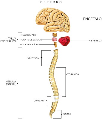 Partes del encéfalo y la médula espinal.