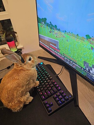 Gaming bunny