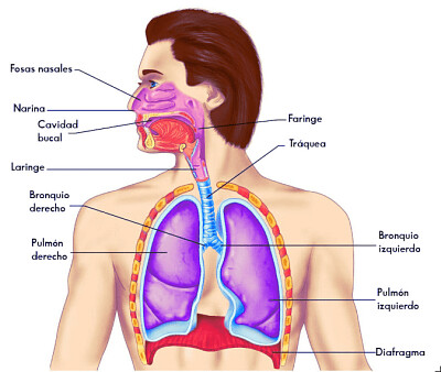 Aparato respiratorio