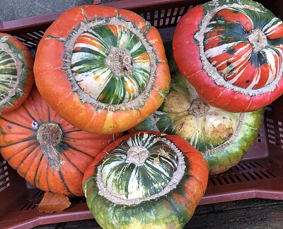 Turban Pumpkins Autumn