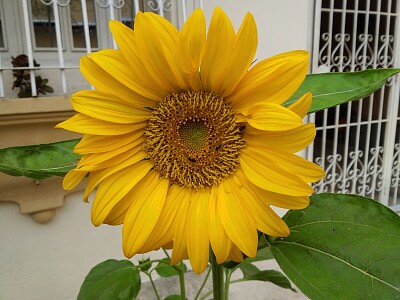 Lindo Girasol