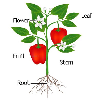 Parts of a plant