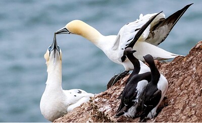 Gaviotas