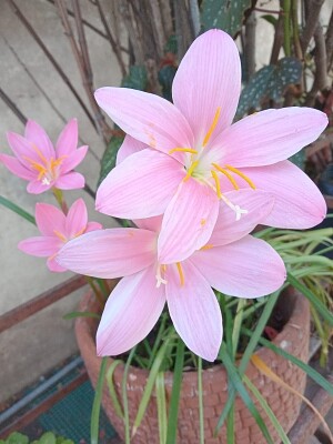 Zephyranthes carinata