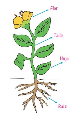 Partes de la planta