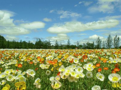 campo primavera