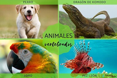 Animales vertebrados