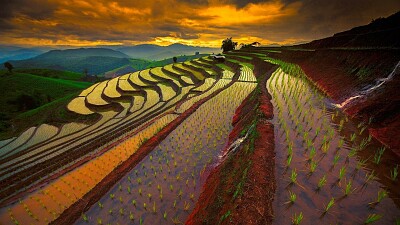 Rice Field