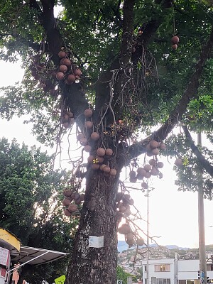 NATURALEZA EN CALI