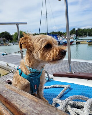 Nautical Dog