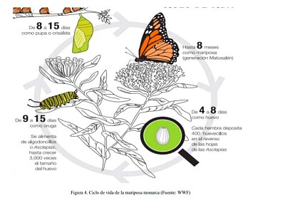 ciclo de vida de la mariposa