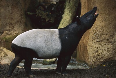 tapir