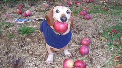 dog with apple