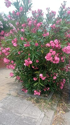 Nerium oleander