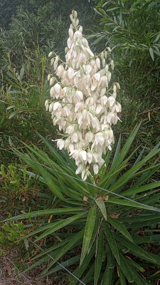 Yucca