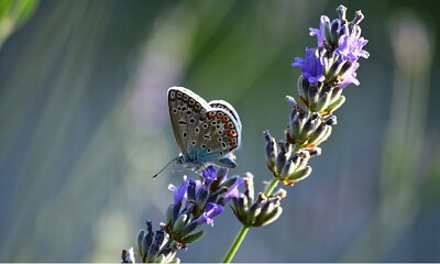 MARIPOSA