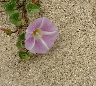 Liseron des sables