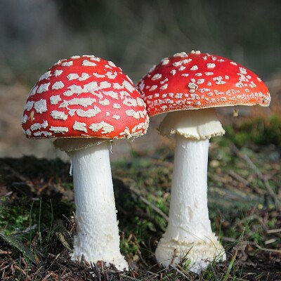 Amanita