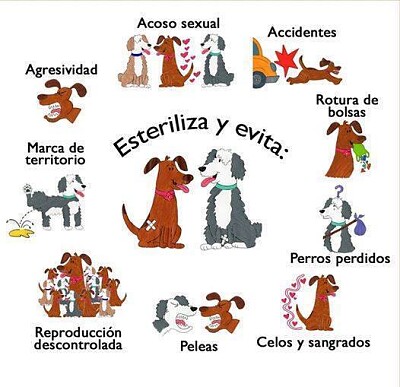 Beneficios de la esterilización