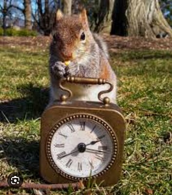 Squirrel ran up the clock