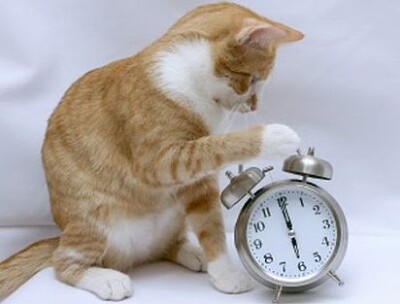 Cat ran up the clock