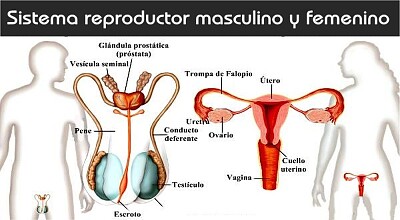 Sistema reproductor