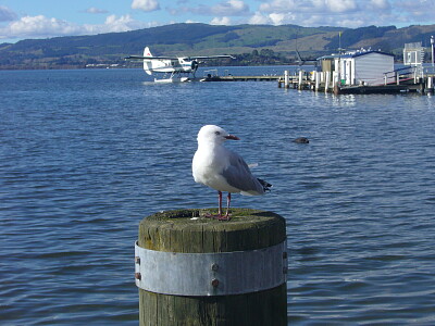 Lac de Rotorua Nouvelle-Zélande