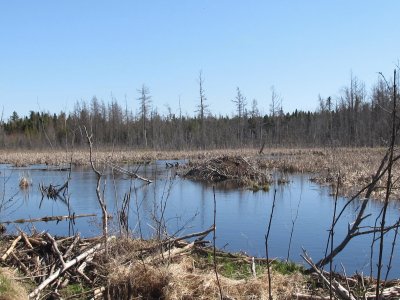 Beaver dam in spring swamp