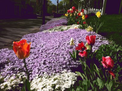 Spring Bloom