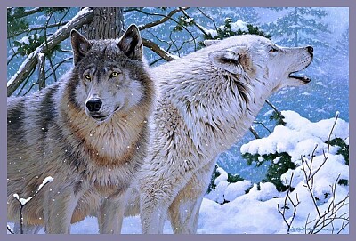 Couple de loups