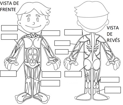 SISTEMA ,MUSCULAR