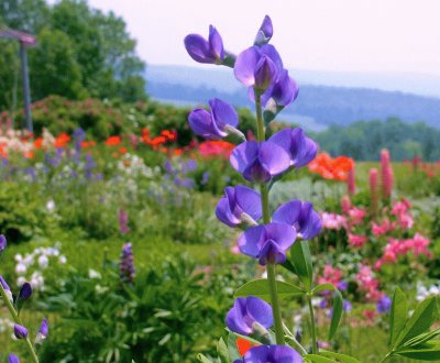 Tall Wild Flower