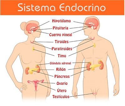 Endocrino