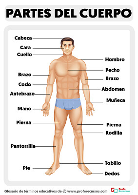 armar rompecabeza del cuerpo humano