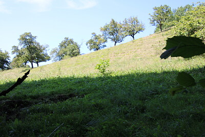 Arbres dans les champs