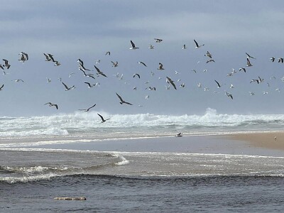 Vol de mouettes