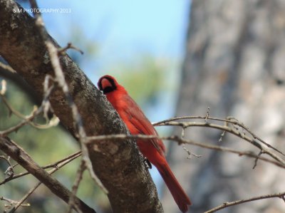 Cardinal