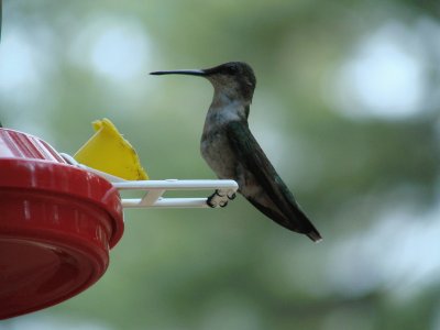 Hummer