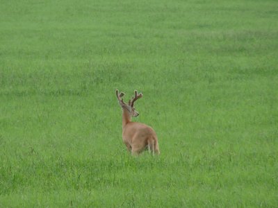 In a Field of Green