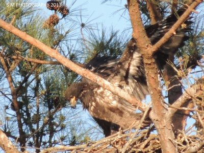 Bald Eagle Eaglet