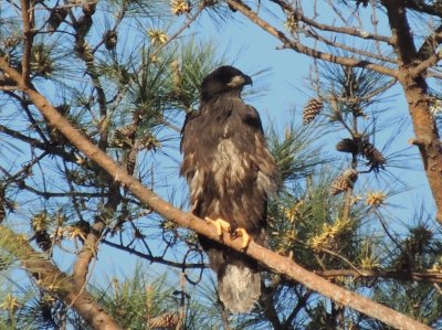 Bald Eagle Eaglet