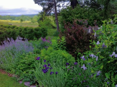 Lilacs and Buttercups