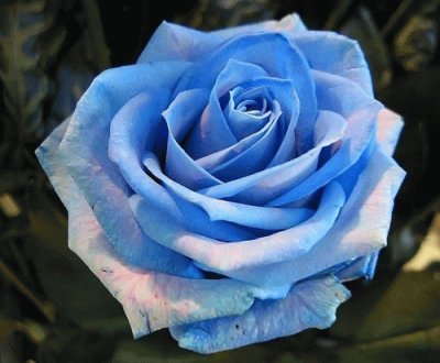 Rosa azul