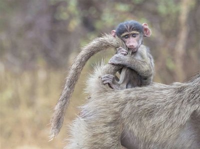 Macaquinho brincando com a cauda da mÃ£e