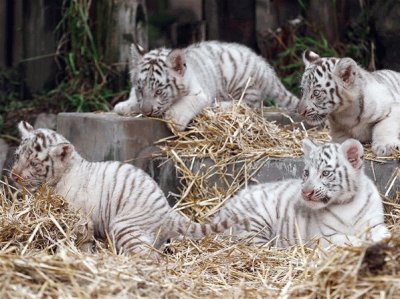 Tigre Branco da neve