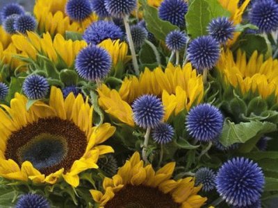 sunflowers