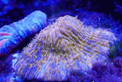 Ultra Disk Coral